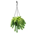 Sedum morganianum 'Burrito' - Affenschaukel - 14cm Ampeltopf - hängende Sukkulente