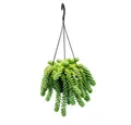 Exotenherz Kaktus Sedum morganianum Burrito Affenschaukel 14cm Ampeltopf