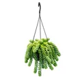 Sedum morganianum 'Burrito' - Affenschaukel - 14cm Ampeltopf hängende Sukkulente