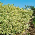 Euonymus japonicus 'President Gauthier' 150-175 cm - Japanische Spindel, immergrün, ideal als Hecke, pflegeleicht, winterhart