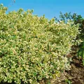 Euonymus japonicus 'President Gauthier', immergrün, 150–175 cm