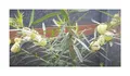 10x Gomphocarpus fruticosus Baumwoll Seidenpflanze Garten Pflanzen - Samen B1102