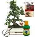 Bonsai - Fukientee - Carmona microphylla ca. 10 Jahre 25cm Schale - Geschenkset