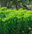 Hohe Wolfsmilch - Euphorbia cornigera