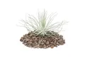 Exotenherz Zimmerpflanze Tillandsia magnusiana - lose Pflanze