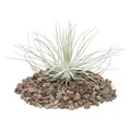 Exotenherz - Tillandsia magnusiana - lose Pflanze