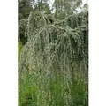 Cedrus Libani Glauca Pendula Libanon-Zeder Blaugrün 150–175 cm