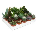 Exotenherz Kakteen Und Sukkulenten Starter Set XXL 20 Verschiedene Pflanzen im 5,5cm Topf