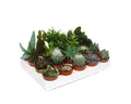 Exotenherz Kaktus Kakteen-Sukkulenten Starter Set XXL 20 versch. Pflanzen im 5,5cm Topf