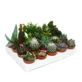 Kakteen und Sukkulenten - Starter Set XXL 20 verschiedene Pflanzen im 5,5cm Topf