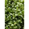 Ilex crenata 'Convexa' 20-25 cm