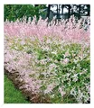 BALDUR Garten 1x Salix-Hecke Hakuro Nishiki, Pflanze im 11 cm-Topf, Weide, Heckenpflanzen, Flachwurzler, winterhart, Schnittblume, Salix integra, Hecken-Strauch, Harlekinweide
