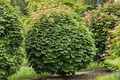 Acer platanoides 'Globosum' 80 cm – Winterhart & Mehrjährig & Pflegeleicht – Kugelahorn – Solitärbaum für Garten & Vorgarten