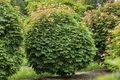 Pflanzen für Dich Gehölze Acer platanoides Globosum, 1 St., Kugel-Norway-Ahorn, Kugelahorn