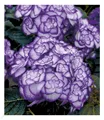 Winterharte Freiland-Hortensie "Miss Saori blue®" 1 Pflanze Hydrangea
