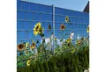 zaunzu Sichtschutzstreifen Sonnenblumen - Bedruckter Sichtschutz 2,5m x 1,8m, (1 Rolle, Motivdruck Sichtschutzstreifen), Fotodruck für Doppelstabgitter