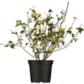 Kerria Japonica Ranunkelstrauch 40-60 cm