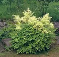 Zwerg Geißbart Noble Spirit - Aruncus aethusifolius