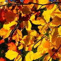 Rotbuche Buche Fagus sylvatica Heister 80-120 cm 3-5 Liter Topf