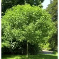 Hochstamm Kugel Esche Grüne Kugel 80-100cm - Fraxinus