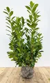 Prunus laurocerasus 'Novita' 100-120 cm - Kirschlorbeer, immergrün, ideal als Hecke, schnellwachsend, pflegeleicht und winterhart