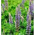 Gartenlupinie Kastellan - Lupinus polyphyllus