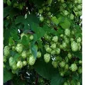 Hopfen Opal 40-60cm - Humulus,upulus