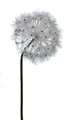 2474U Kunst-Stielblume Löwenzahn Pusteblume weiß ca. 89cm naturgetreue Blüte Seidenblume