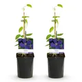 GreenboutiQ - Kletterpflanze - Clematis Jackmanii - Blüte Blau - Wenig Pflege - 2 Pflanzen - Topf 11cm Höhe 40cm