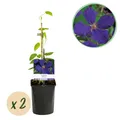 Kletterpflanze Clematis Jackmanii Blüte Blau ⌀11cm ↕40cm
