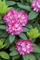 Pflanzen für Dich Rose Rosa Tausendschön