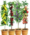BALDUR Garten Obstpflanze 4er Säulenobst-Kollektion, 4 St., winterhart, mehrjährig, pflegeleicht