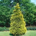Chamaecyparis,awsoniana Stewartii 125-150 cm