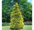 Pflanzen für Dich Konifere Chamaecyparis lawsoniana Stewartii, 1 St., Lawsons Scheinzypresse, Gelbe Scheinzypresse, gelbgrün, kegelförmig