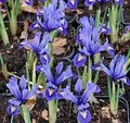Winteriris Harmony - Iris reticulata - lebende Gartenpflanze aus den Baumschulen
