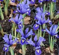 Winteriris Harmony - Iris reticulata