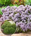 BALDUR Garten 6x Winterharter Oregano, Pflanzen im 9x9 cm-Topf, zarte, duftende Blütenwolken, aromatisches Würzkraut & Bodendecker, bienenfreundlich & pflegeleicht, winterhart, mehrjährig