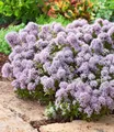 BALDUR Garten 6x Winterharter Oregano, Pflanzen im 9x9 cm-Topf, zarte, duftende Blütenwolken, aromatisches Würzkraut & Bodendecker, bienenfreundlich & pflegeleicht, winterhart, mehrjährig