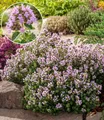 BALDUR Garten Bodendecker Winterharter Oregano, 6 St., Bienenfreundlich, duftend, bienenfreundlich, pflegeleicht