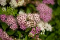 Pflanzen für Dich Gehölze Spiraea japonica Shirobana, 1 St., Japanische Spiere, Shirobana-Spiere