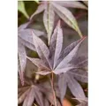 Acer Palmatum Atropurpureum Japanischer Ahorn Rotlaubig 150–175 cm