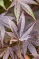 Acer palmatum 'Atropurpureum', Japanischer Ahorn, rotlaubig, 150–175 cm