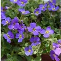 Blaukissen Blue Emperor - Aubrieta cultorum