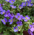 Blaukissen Blue Emperor - Aubrieta cultorum