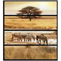 Wallario Möbelfolie Safari in Afrika eine Herde Zebras am Wasser gelb