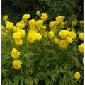 Schlitzblättriger Sonnenhut Goldquelle - Rudbeckia,aciniata