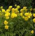 Schlitzblättriger Sonnenhut Goldquelle - Rudbeckia laciniata - lebende Gartenpflanze aus den Baumschulen
