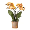 Exotenherz Zimmerpflanze Orange goldene Phalaenopsis Orchidee Topfgröße 12cm Juwel Las Vegas