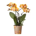 Kolibri Orchideen - Orange goldene Phalaenopsis Orchidee - Topfgröße 12cm