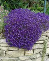 Aubrieta x cult. 'Cascade Blue', Blaukissen, blau, ca. 9x9 cm Topf
